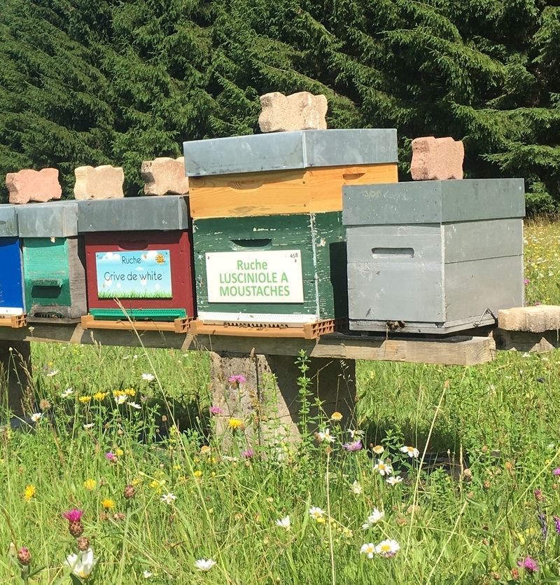 La ruche Lusciniole a moustaches