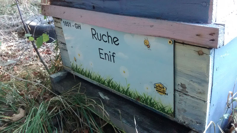 La ruche Enif