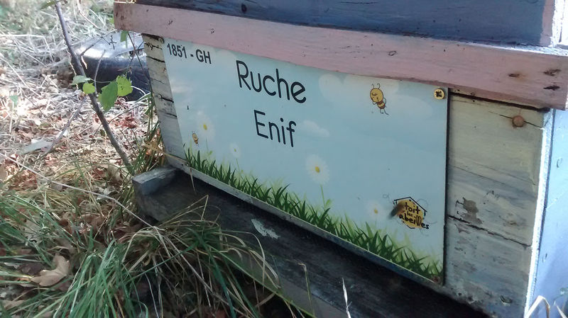 La ruche Enif