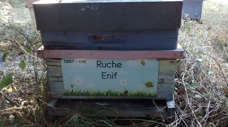 La ruche Enif
