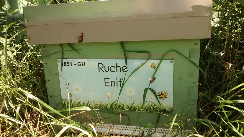 La ruche Enif