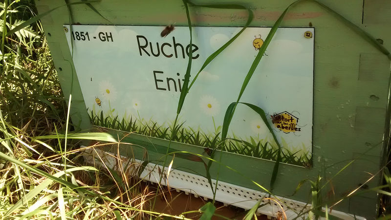 La ruche Enif