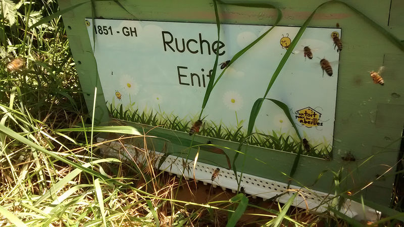 La ruche Enif