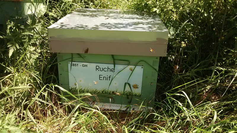 La ruche Enif