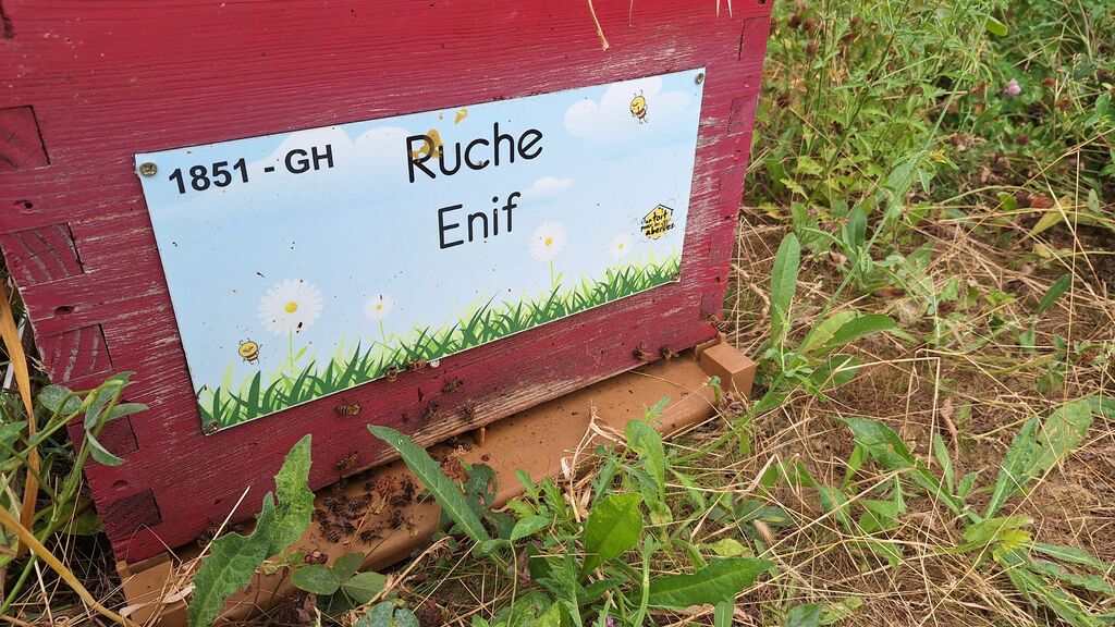 La ruche Enif