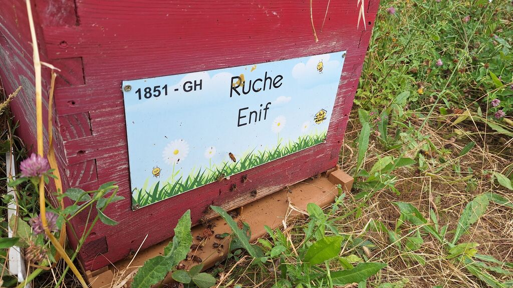 La ruche Enif