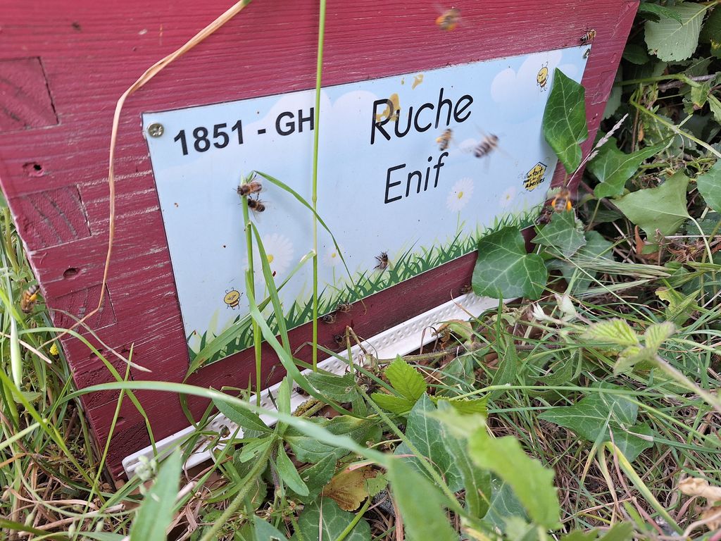 La ruche Enif