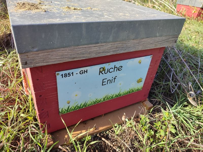 La ruche Enif