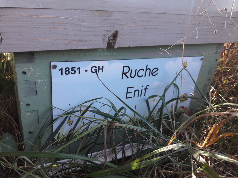 La ruche Enif