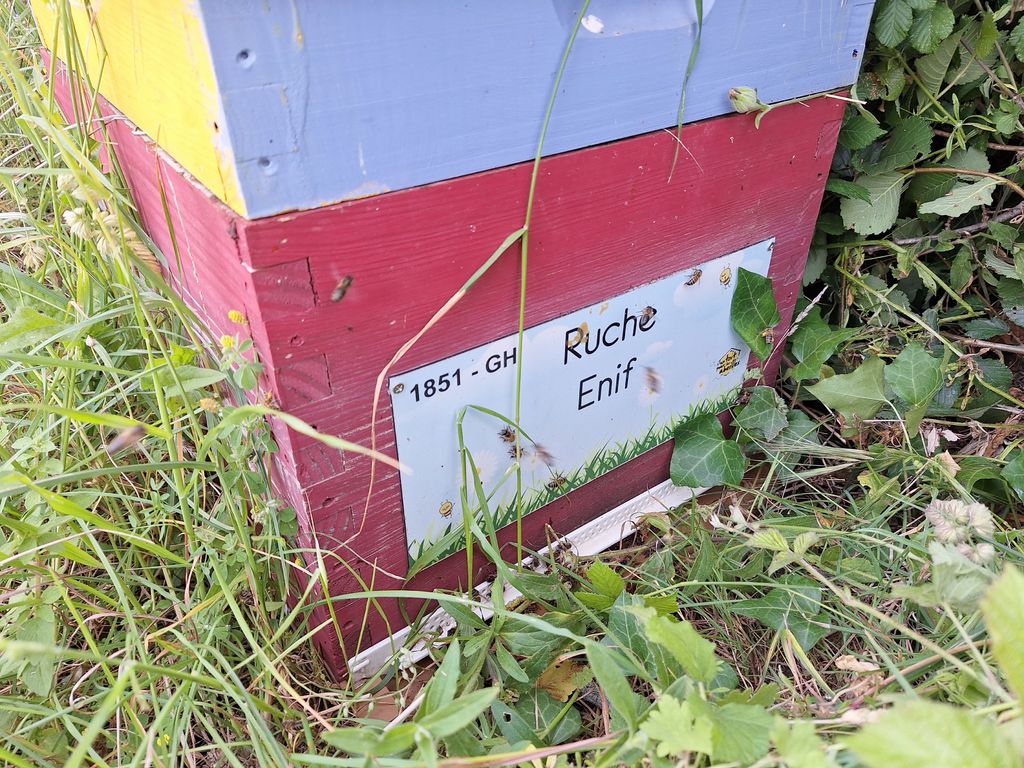 La ruche Enif
