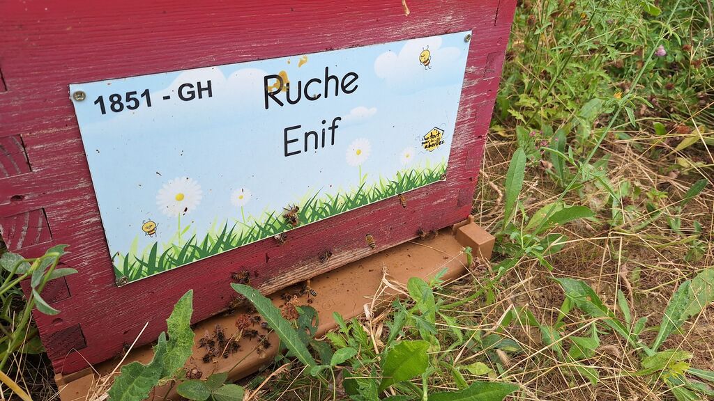 La ruche Enif