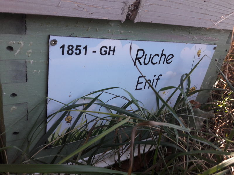 La ruche Enif