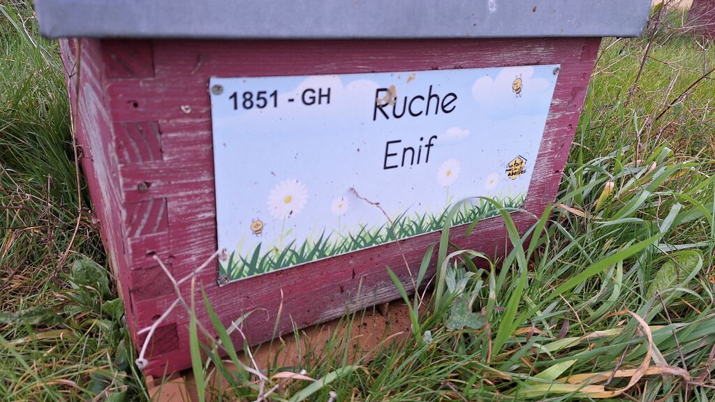 La ruche Enif