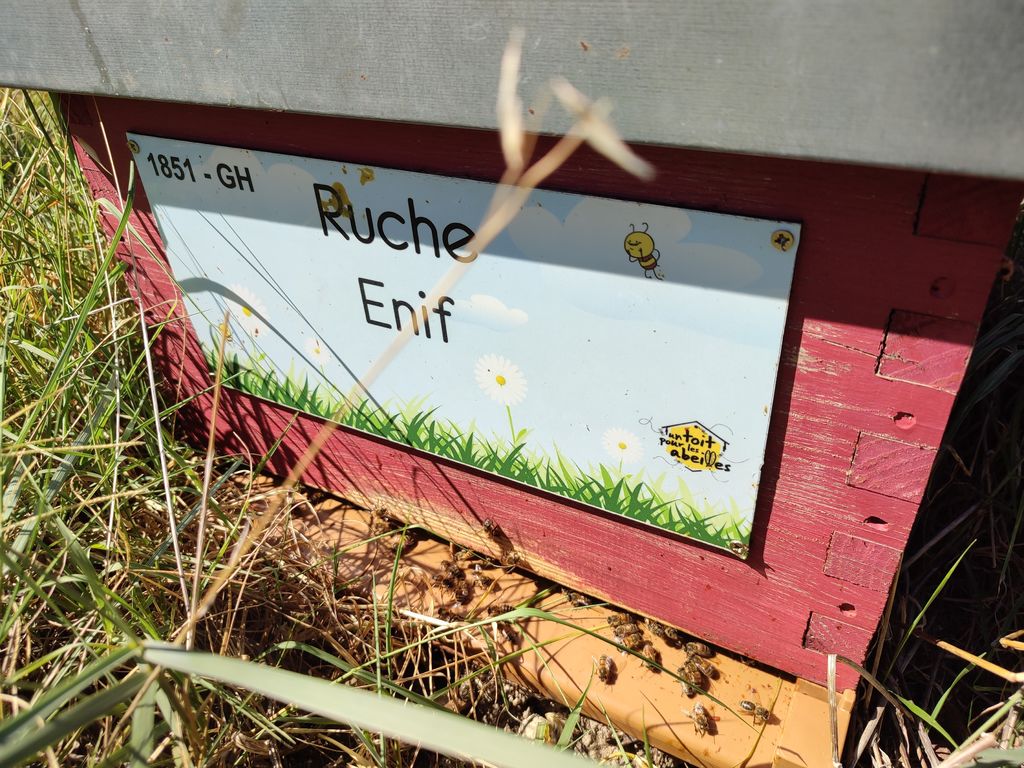 La ruche Enif
