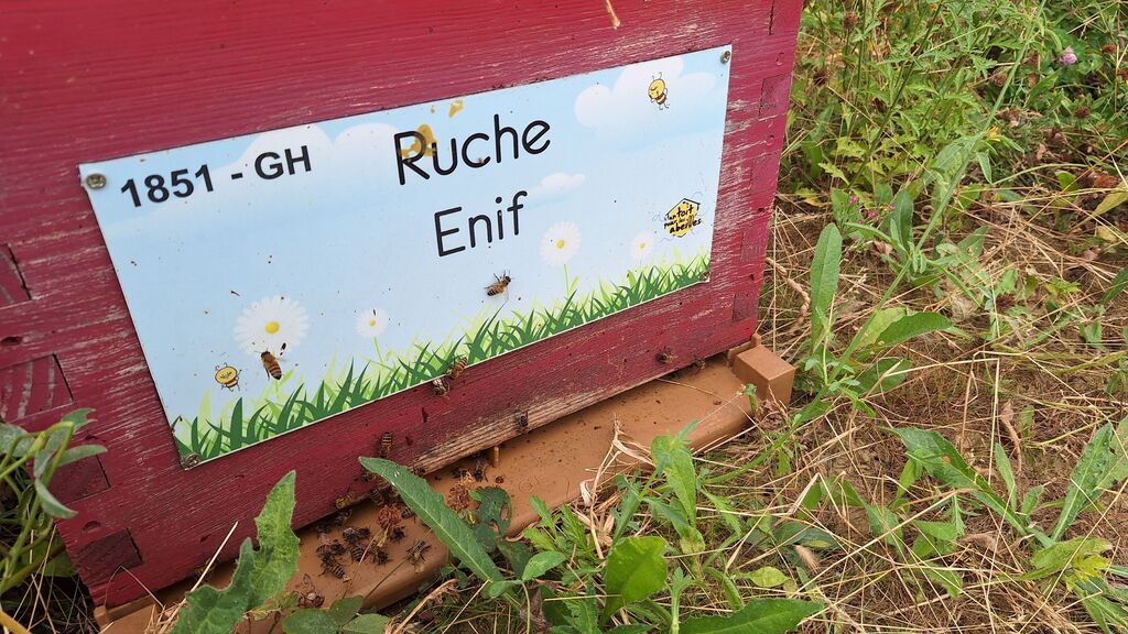 La ruche Enif
