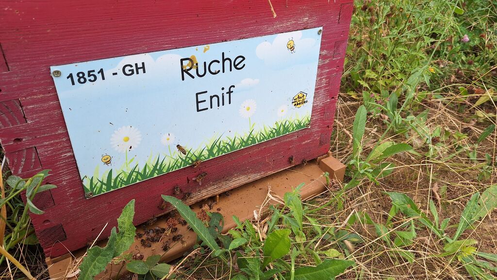 La ruche Enif