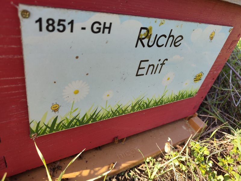 La ruche Enif