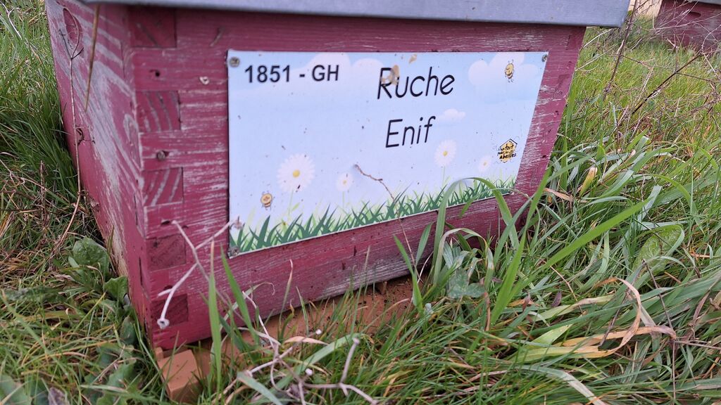 La ruche Enif