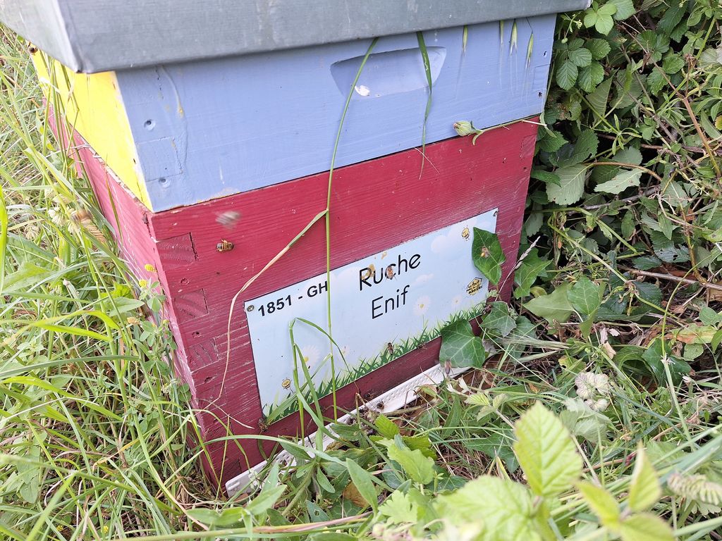La ruche Enif