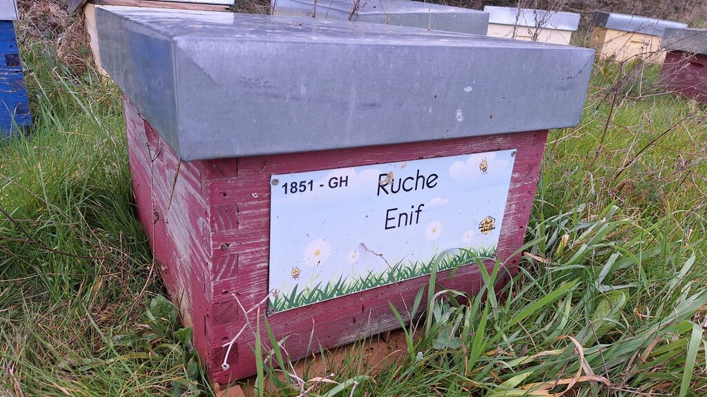 La ruche Enif
