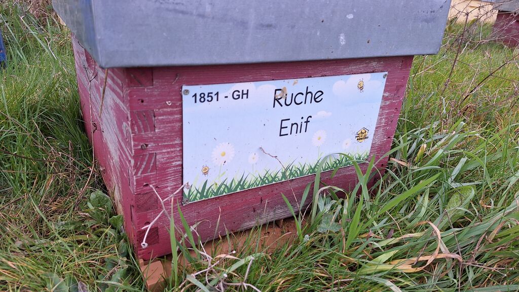La ruche Enif