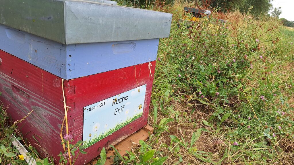 La ruche Enif