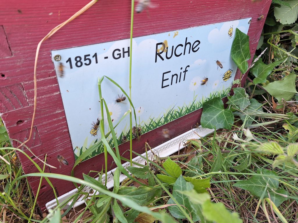 La ruche Enif