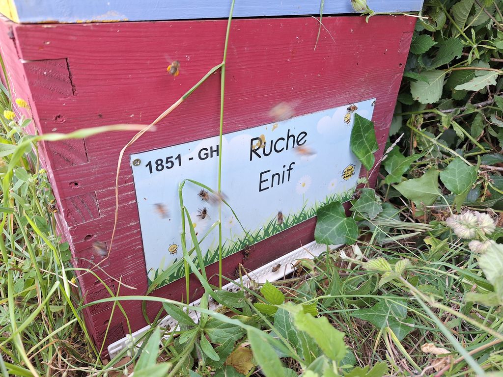 La ruche Enif