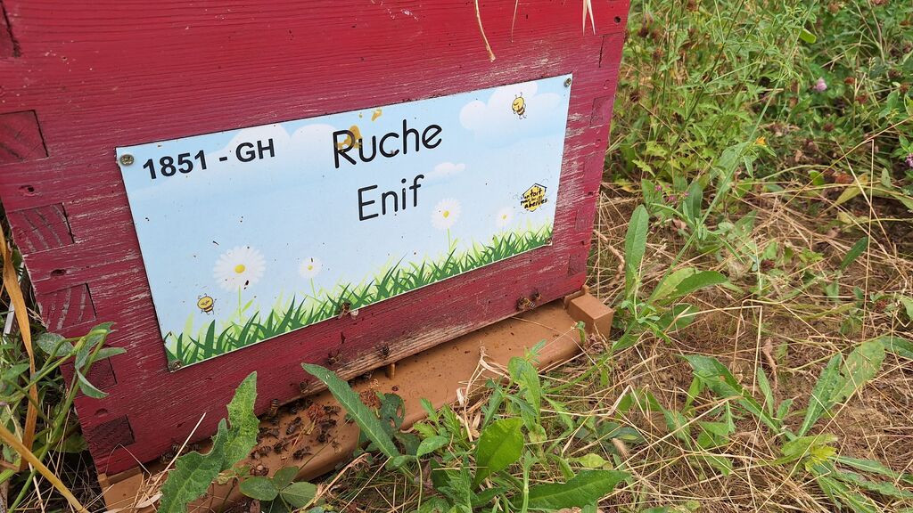 La ruche Enif