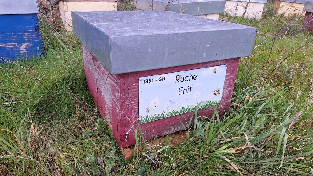 La ruche Enif