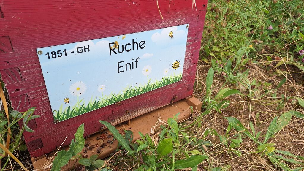 La ruche Enif