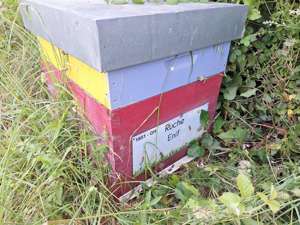 La ruche Enif