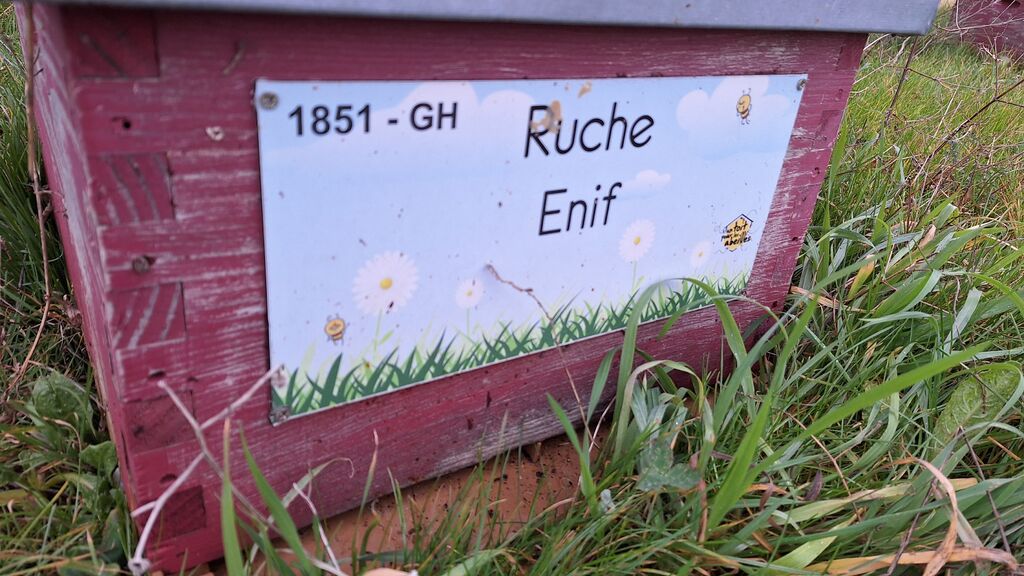 La ruche Enif