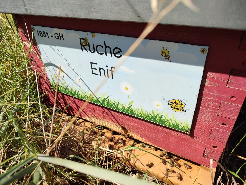 La ruche Enif