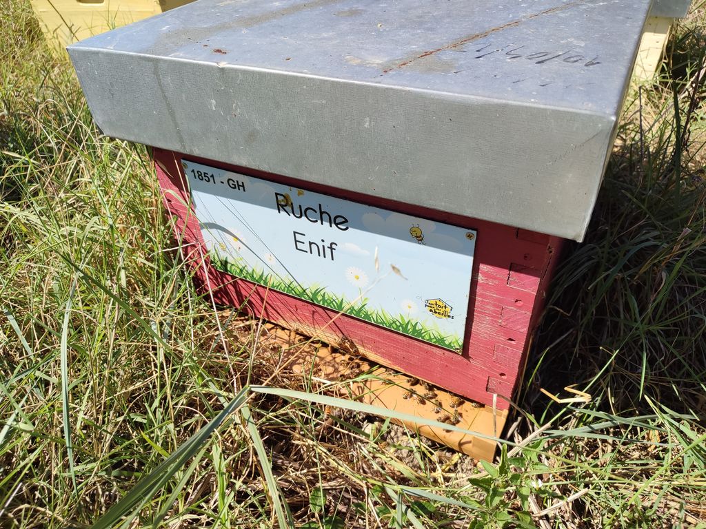La ruche Enif