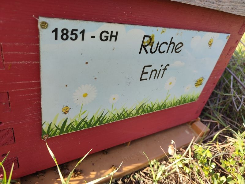 La ruche Enif