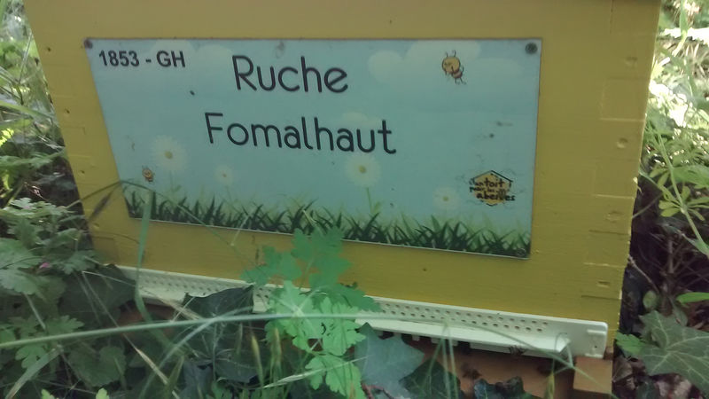 La ruche Fomalhaut