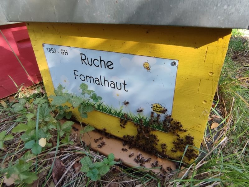 La ruche Fomalhaut