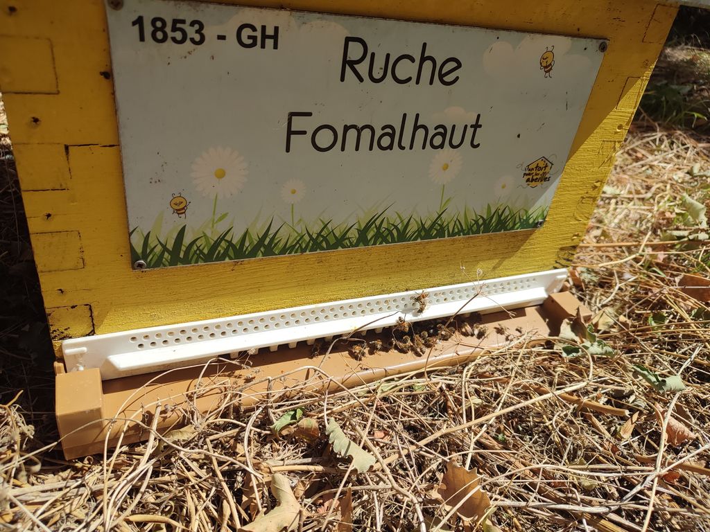 La ruche Fomalhaut