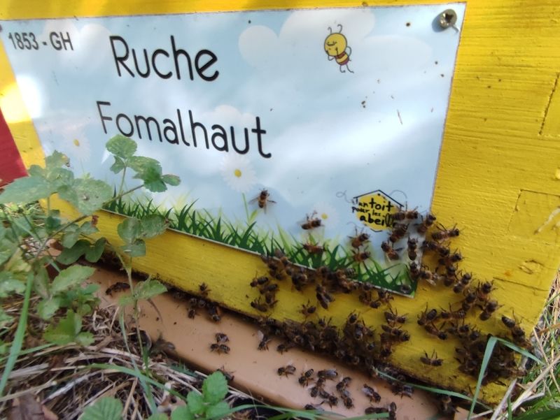 La ruche Fomalhaut