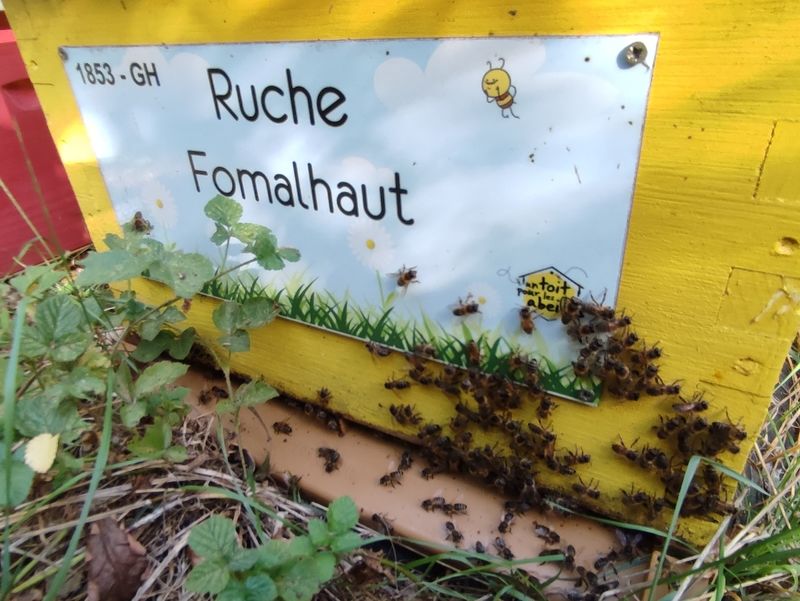 La ruche Fomalhaut