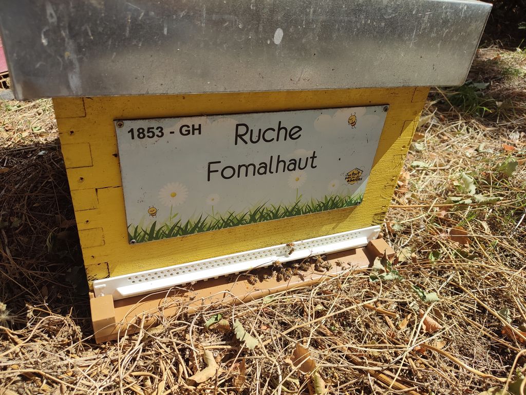 La ruche Fomalhaut
