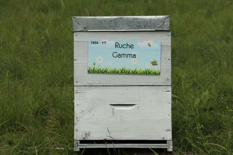La ruche Gamma