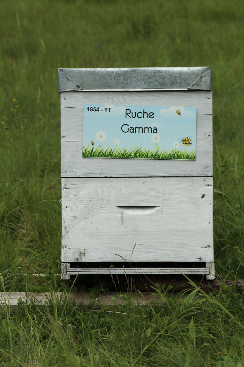 La ruche Gamma