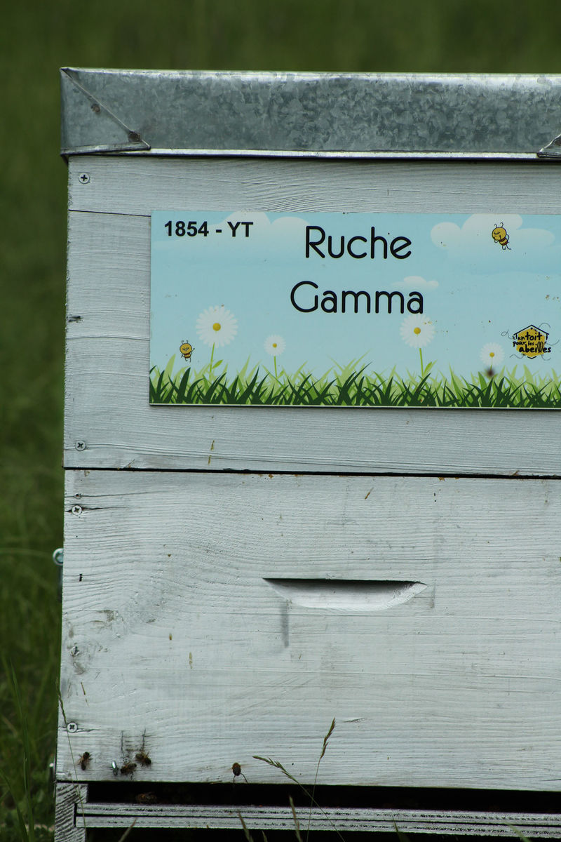 La ruche Gamma