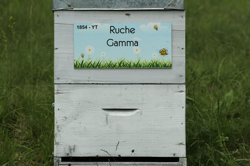 La ruche Gamma