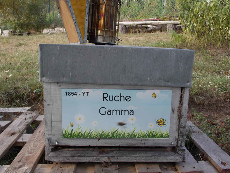 La ruche Gamma