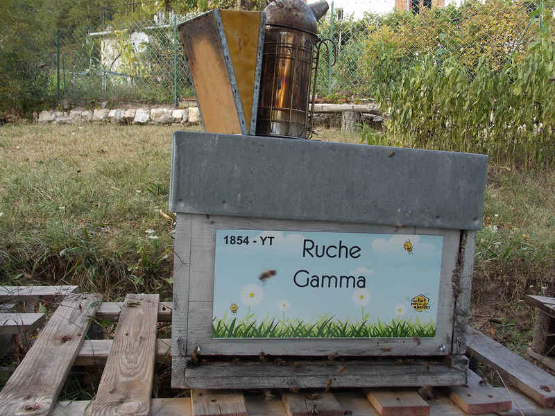 La ruche Gamma