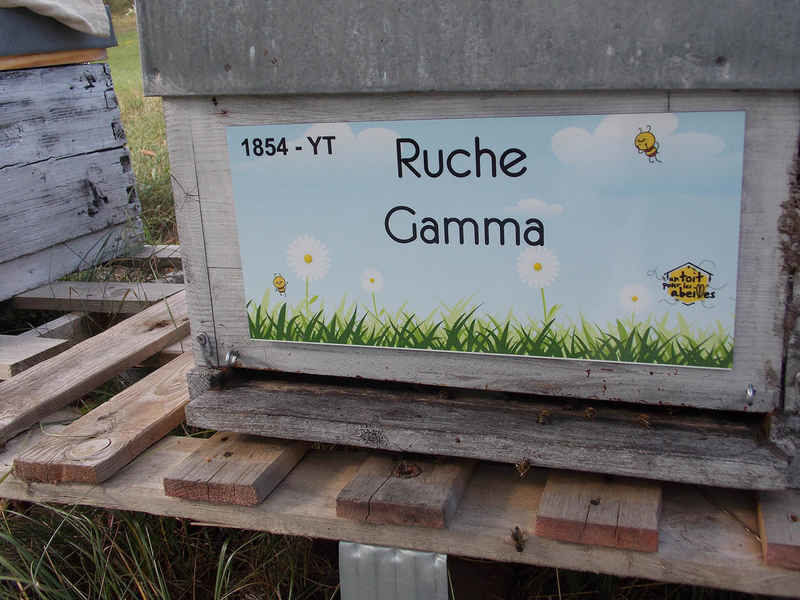 La ruche Gamma