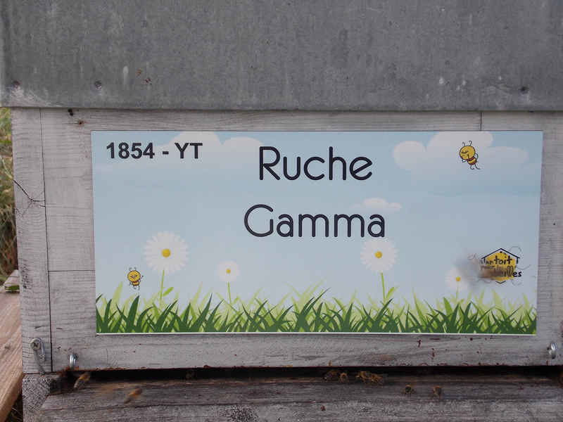 La ruche Gamma
